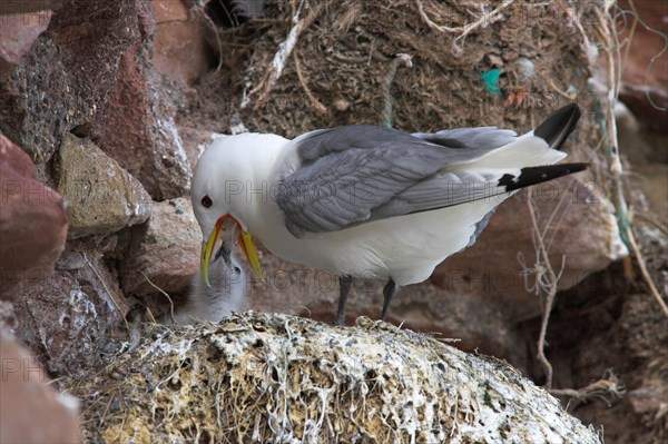 Larus tridactylus