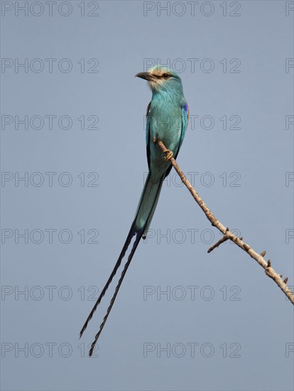 Abyssinian Roller