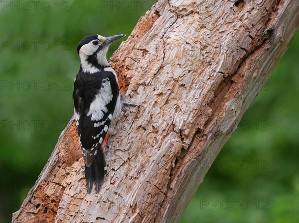 Syrian Woodpecker