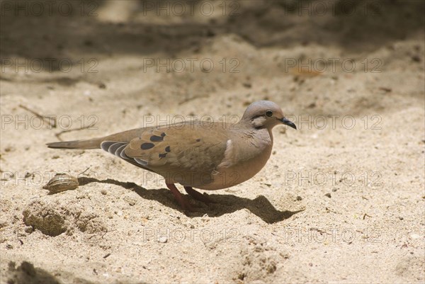 Eared dove