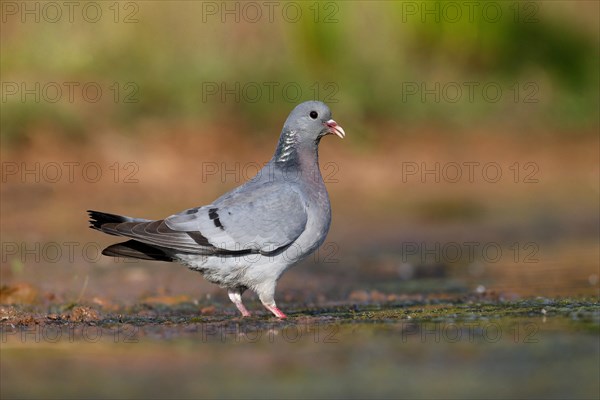 Stock Dove