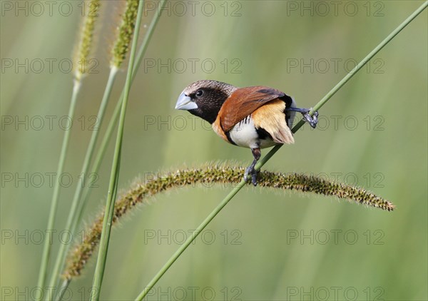 Chestnut-breasted Munia