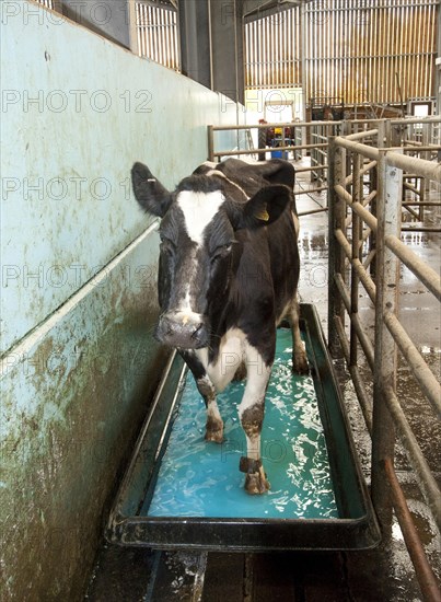 Dairy farming