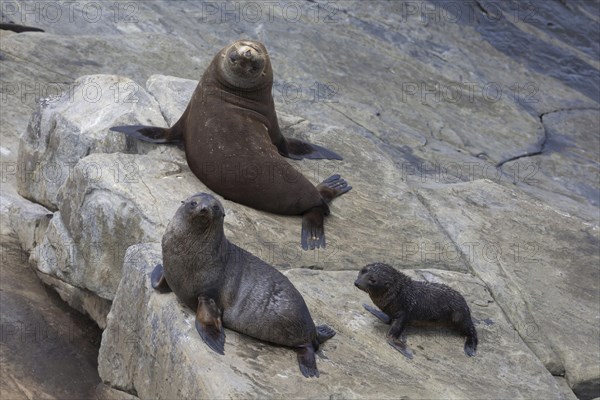 New Zealand fur seal