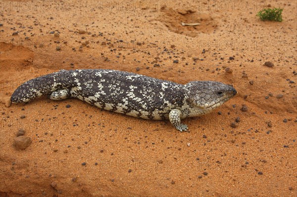 Trachydosaurus rugosus