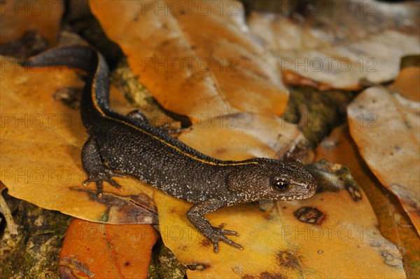 Italian Crested Newt