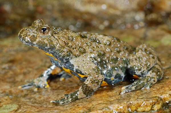 Yellow-bellied toad