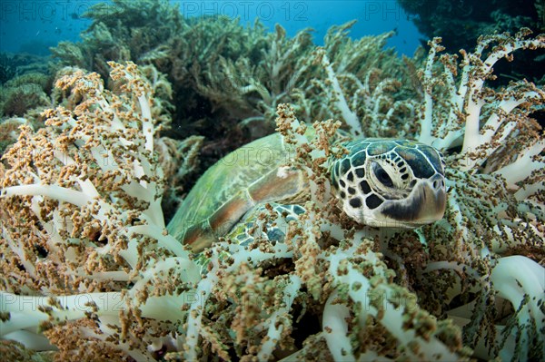 Green Turtle