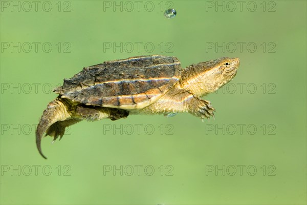 Common Snapping Turtle