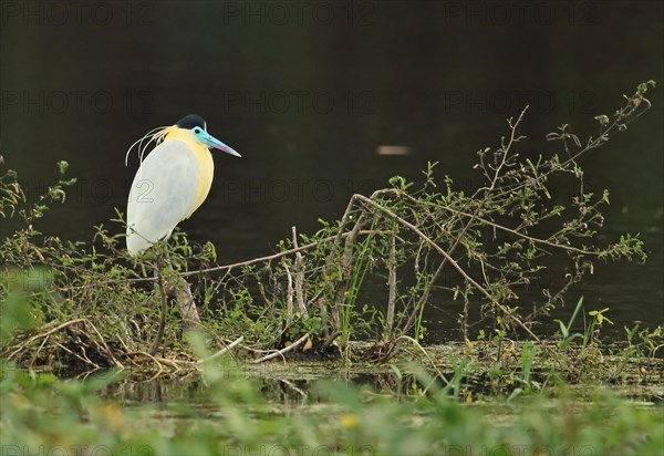 Capped Heron