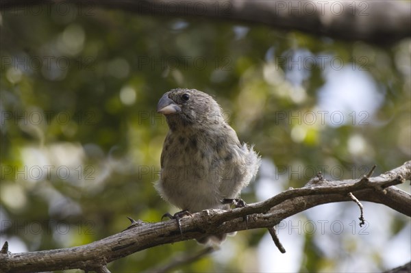 Small-billed Darwin Finch