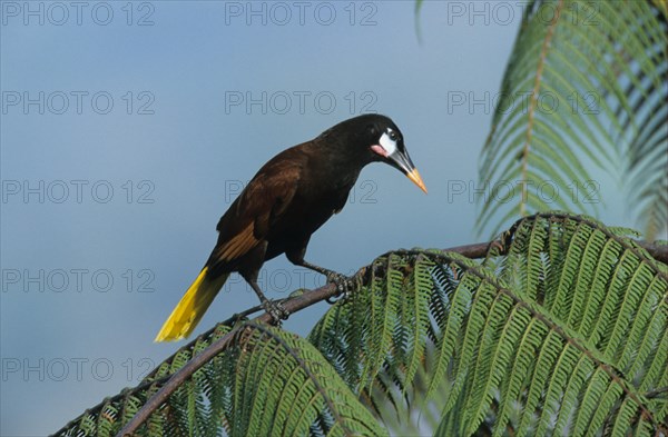 Montezuma oropendolas