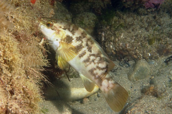 Ballan wrasse