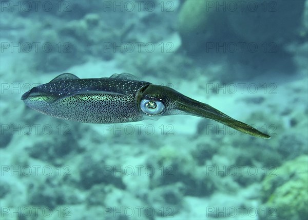 Caribbean Reef Squid