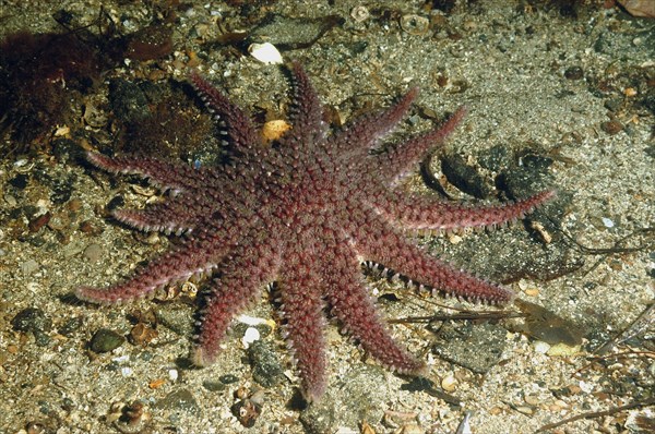 Purple Sunstar