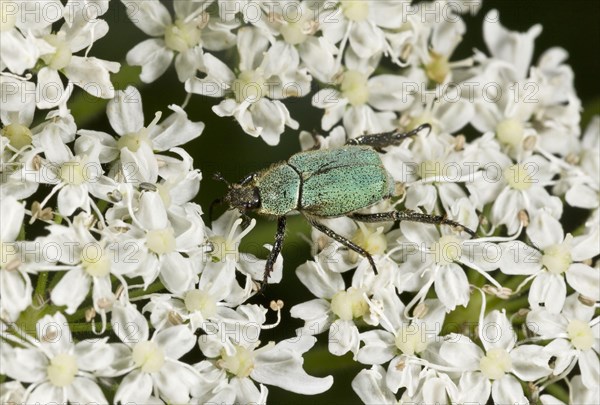 Scarab Beetle