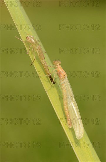 Early damselfly