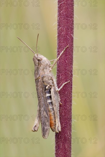 Common green grasshopper