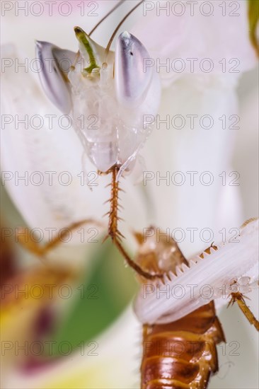 Walking flower mantises