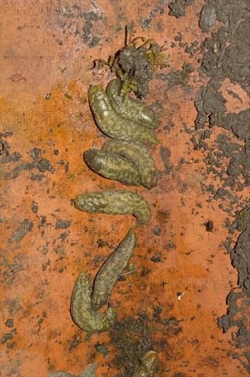 Great Grey Slug