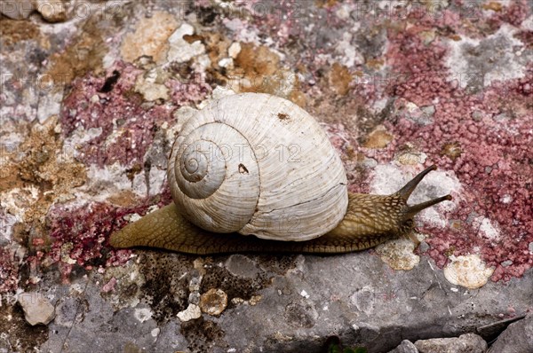 Roman snail