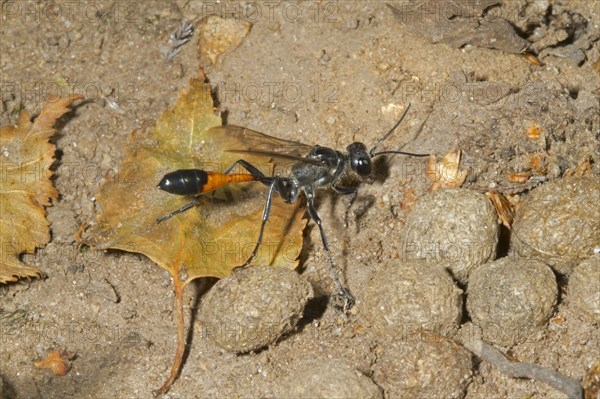 Common Sand Wasp