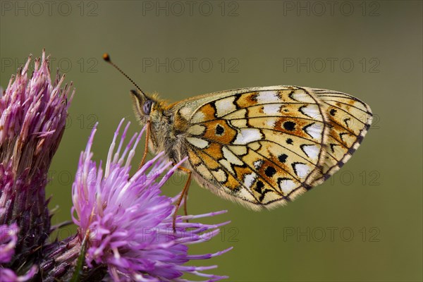 Small pearl-bordered small pearl-bordered fritillary