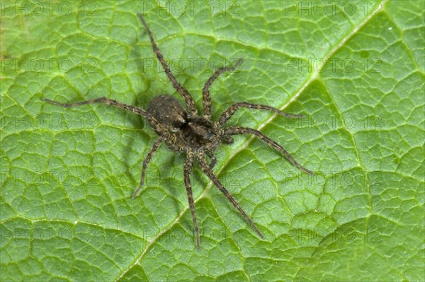 Wolfspider