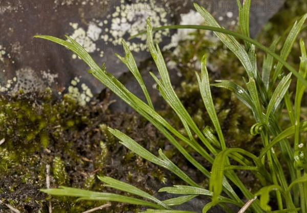 Northern striped fern