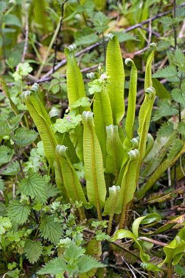 Hart's tongue