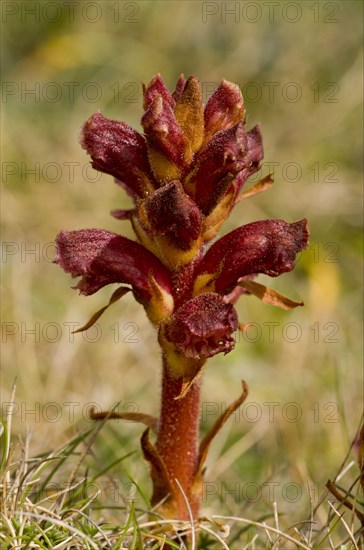 Thyme broomrape flowering