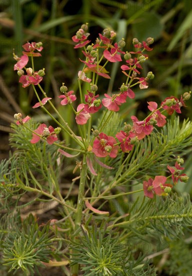 Cypress spurge