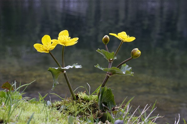 Marsh marigold