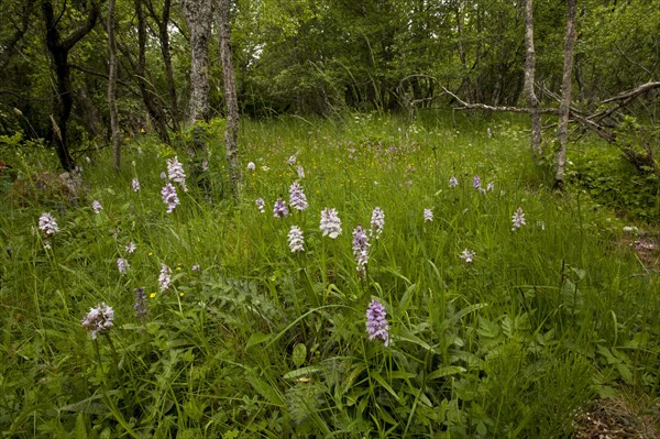 Heath Spotted Orchid