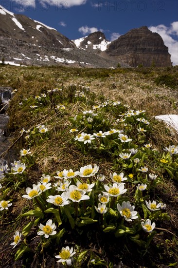 White marsh marigold