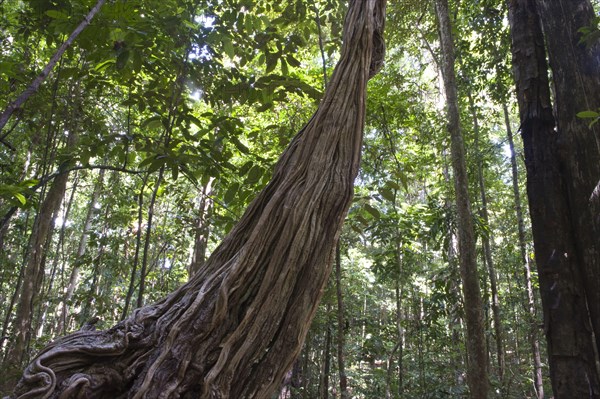 Stems of monkey ladder