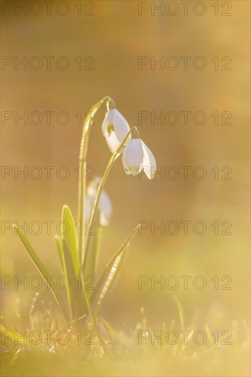 Snowdrop