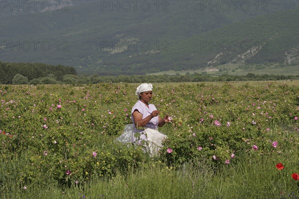 Farm worker harvesting crop of commercially grown Rose