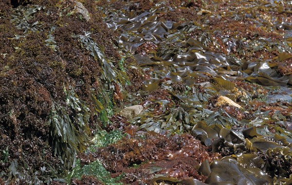 Seaweed Chondrius crispus