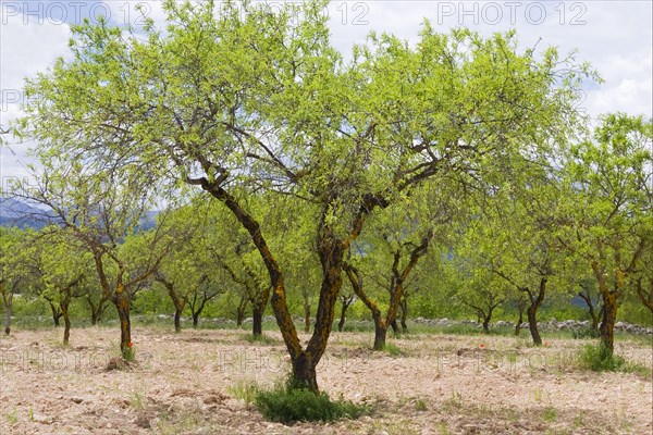 Almond tree