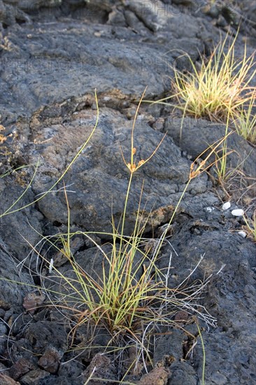 Cyprus grass