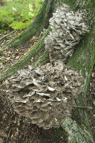 Maitake