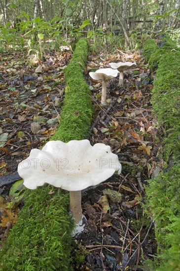 Funnel fruit bodies