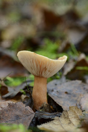 Birch Milkcap