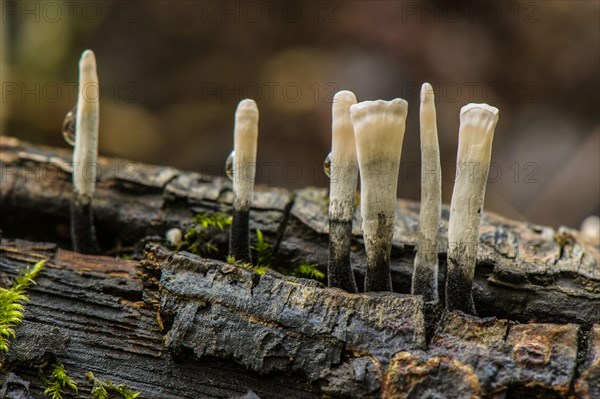 Candlestick fungus