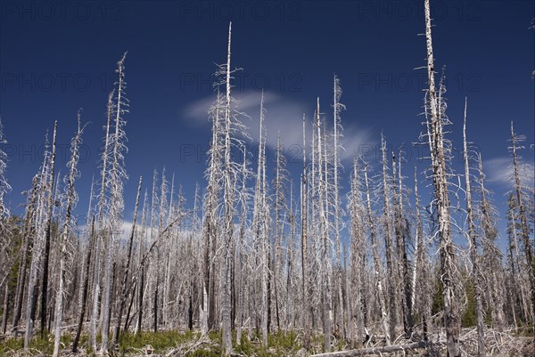 Lodgepole Pine