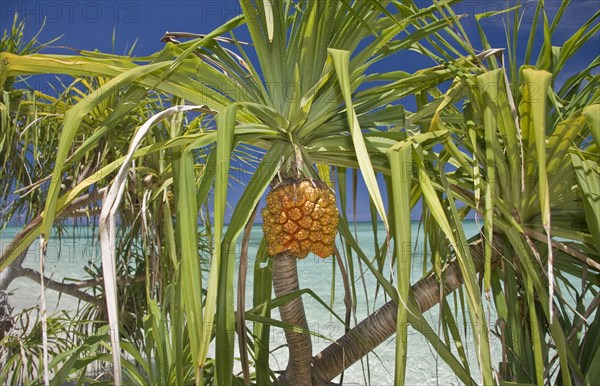 Fragrant Screwpine