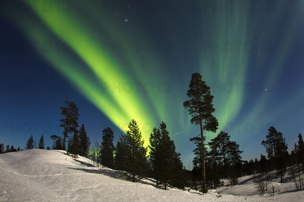 Aurora Borealis over coniferous forest in snow at night