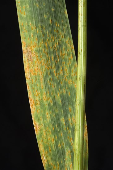 Rust fungus