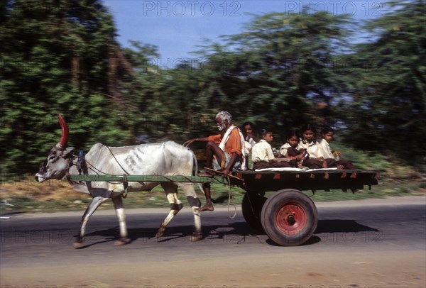 Children going to school in a bullock cart at Coimbatore